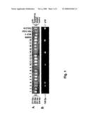 Gene Methylation as a Biomarker in Sputum diagram and image