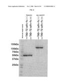 Fused Protein Composition diagram and image