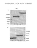 Fused Protein Composition diagram and image