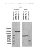 Fused Protein Composition diagram and image