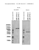 Fused Protein Composition diagram and image