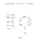 Method for the Amplification and Detection of HBV DNA Using a Transcription Based Amplification diagram and image