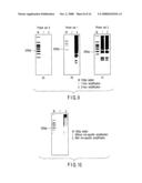 NUCLEOTIDE PRIMER SET AND NUCLEOTIDE PROBE FOR DETECTING GENOTYPE OF METHYLENE TETRAHYDROFOLATE REDUCTASE (MTHFR) diagram and image