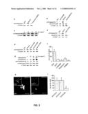 Methods for Promoting Stem Cell Proliferation and Survival diagram and image