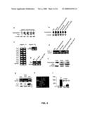 Methods for Promoting Stem Cell Proliferation and Survival diagram and image