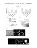 Methods for Promoting Stem Cell Proliferation and Survival diagram and image