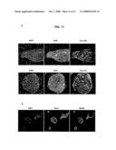 Methods for Promoting Stem Cell Proliferation and Survival diagram and image