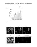 Methods for Promoting Stem Cell Proliferation and Survival diagram and image