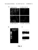 NOVEL RNA INTERFERENCE METHODS USING DNA-RNA DUPLEX CONSTRUCTS diagram and image