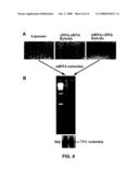 NOVEL RNA INTERFERENCE METHODS USING DNA-RNA DUPLEX CONSTRUCTS diagram and image