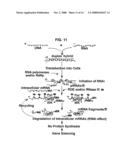 NOVEL RNA INTERFERENCE METHODS USING DNA-RNA DUPLEX CONSTRUCTS diagram and image