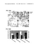 NOVEL RNA INTERFERENCE METHODS USING DNA-RNA DUPLEX CONSTRUCTS diagram and image