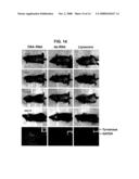 NOVEL RNA INTERFERENCE METHODS USING DNA-RNA DUPLEX CONSTRUCTS diagram and image