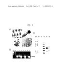 Recombinant Expression Vector for Production of Plants Having Multiple Stress Tolerances, and Method for Preparing Multiple Stress-Tolerant Plants Using the Same diagram and image