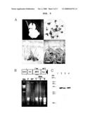 Recombinant Expression Vector for Production of Plants Having Multiple Stress Tolerances, and Method for Preparing Multiple Stress-Tolerant Plants Using the Same diagram and image