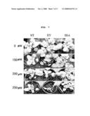 Recombinant Expression Vector for Production of Plants Having Multiple Stress Tolerances, and Method for Preparing Multiple Stress-Tolerant Plants Using the Same diagram and image