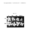 Recombinant Expression Vector for Production of Plants Having Multiple Stress Tolerances, and Method for Preparing Multiple Stress-Tolerant Plants Using the Same diagram and image