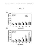 Recombinant Expression Vector for Production of Plants Having Multiple Stress Tolerances, and Method for Preparing Multiple Stress-Tolerant Plants Using the Same diagram and image