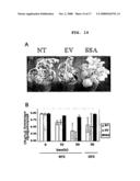 Recombinant Expression Vector for Production of Plants Having Multiple Stress Tolerances, and Method for Preparing Multiple Stress-Tolerant Plants Using the Same diagram and image