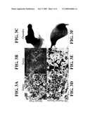 Methods and Compositions for Growing Adipose Stem Cells diagram and image