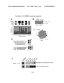 Inhibitors of Protein Kinase a Anchoring diagram and image