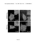 Inhibitors of Protein Kinase a Anchoring diagram and image