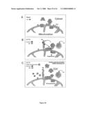 Inhibitors of Protein Kinase a Anchoring diagram and image