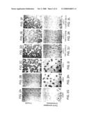 CELL SURFACE MOLECULE MEDIATING CELL ADHESION AND SIGNAL TRANSMISSION diagram and image