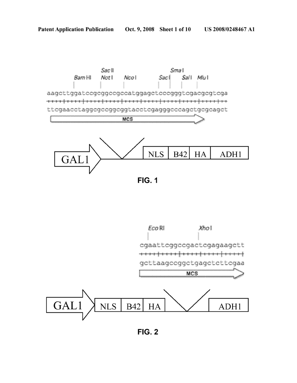 System for pulling out regulatory elements using yeast - diagram, schematic, and image 02