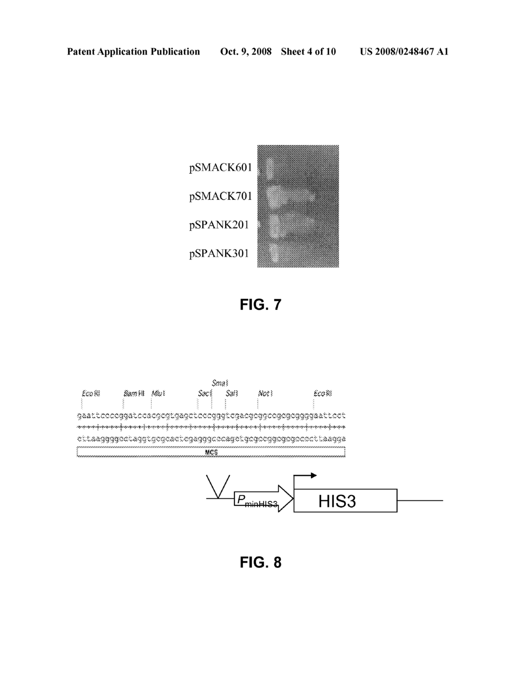 System for pulling out regulatory elements using yeast - diagram, schematic, and image 05