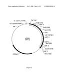 Methods And Compositions For Grafting Functional Loops Into A Protein diagram and image