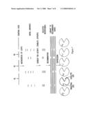 Methods And Compositions For Grafting Functional Loops Into A Protein diagram and image