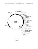 Methods And Compositions For Grafting Functional Loops Into A Protein diagram and image