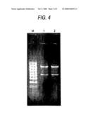 Method For Selectively Separating and Purifying Rna and Method For Separating and Purifying Nucleic Acid diagram and image