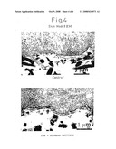 Method of Production of Artificial Skin diagram and image