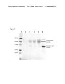 NOVEL GENES RELATED TO GLUTAMINYL CYCLASE diagram and image