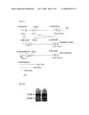 Animal Model for Studying Atherosclerotic Lesions diagram and image