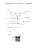 Animal Model for Studying Atherosclerotic Lesions diagram and image