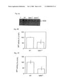 Animal Model for Studying Atherosclerotic Lesions diagram and image