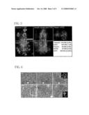 Bone Marrow Derived Oct3/4+ Stem Cells diagram and image