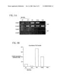 Bone Marrow Derived Oct3/4+ Stem Cells diagram and image