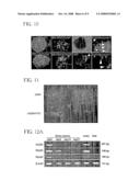 Bone Marrow Derived Oct3/4+ Stem Cells diagram and image