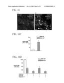 Bone Marrow Derived Oct3/4+ Stem Cells diagram and image