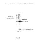 CASPASE-8 BINDING PROTEIN, ITS PREPARATION AND USE diagram and image