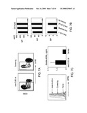 Activation of Human Antigen-Presenting Cells Through CLEC-6 diagram and image
