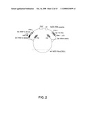 Adenovirus Serotype 26 Vectors, Nucleic Acid and Viruses Produced Thereby diagram and image