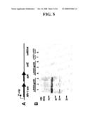 Mycobacteria Expressing Hiv-1 and Malaria Antigens diagram and image