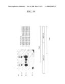 Mycobacteria Expressing Hiv-1 and Malaria Antigens diagram and image