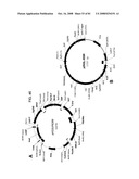 MULTIZYMES AND THEIR USE IN MAKING POLYUNSATURATED FATTY ACIDS diagram and image