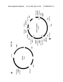 MULTIZYMES AND THEIR USE IN MAKING POLYUNSATURATED FATTY ACIDS diagram and image